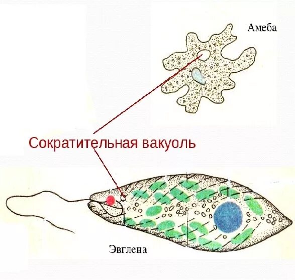 Сократительная вакуоль у амебы