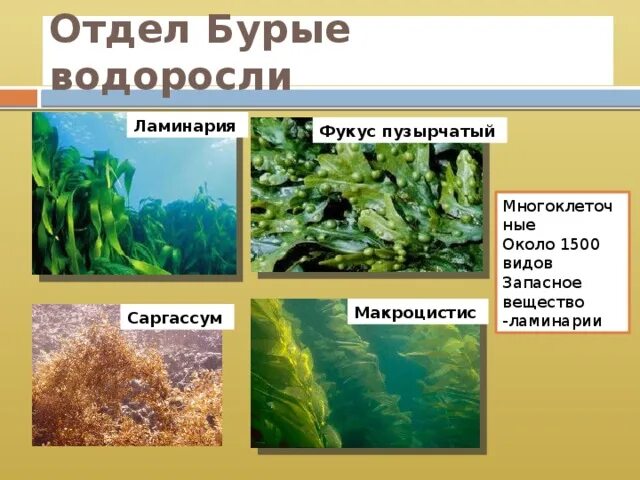 Отделы водорослей примеры. Отдел бурые водоросли представители. Многоклеточные бурые водоросли названия. Виды бурых водорослей названия. Многообразие бурых водорослей.