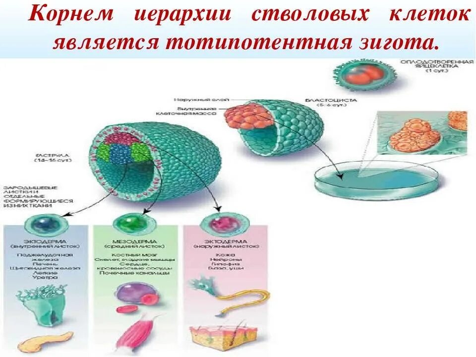 Клетка иерархия