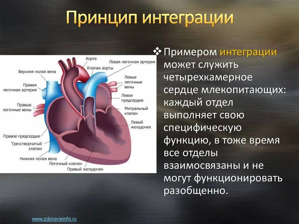 Строение сердца млекопитающих. Четырехкамерное сердце млекопит. Структура сердца млекопитающих. Четырехкамерное сердце млекопитающих. Сердце млекопитающих состоит из двух
