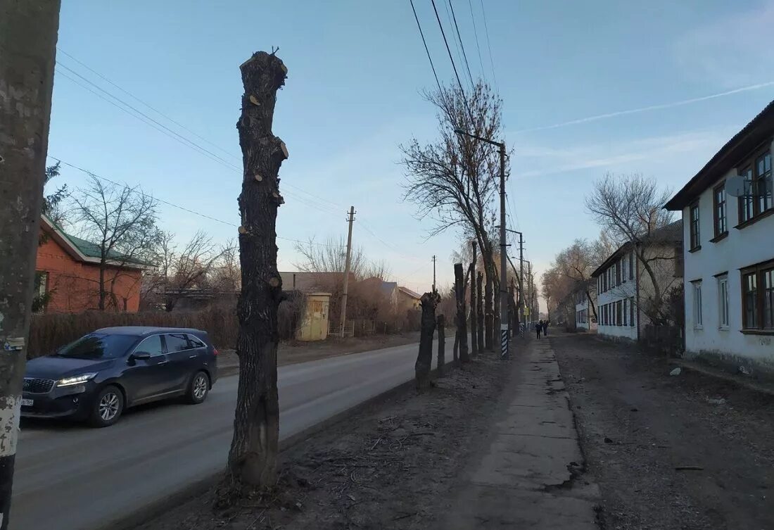 Жизнь дерева в городе