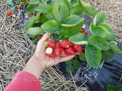 Лучшая рассада клубники