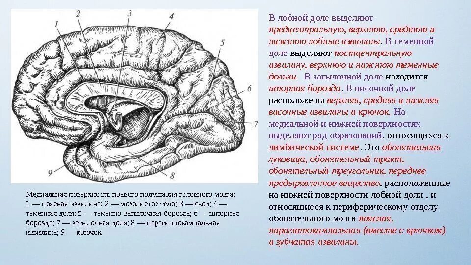 Отделы извилин головного мозга. Шпорная борозда головного мозга. головной мозг теменно затылочная борозда. шпорная борозда затылочной доли. головной мозг медиальная поверхность борозда мозолистого тела.