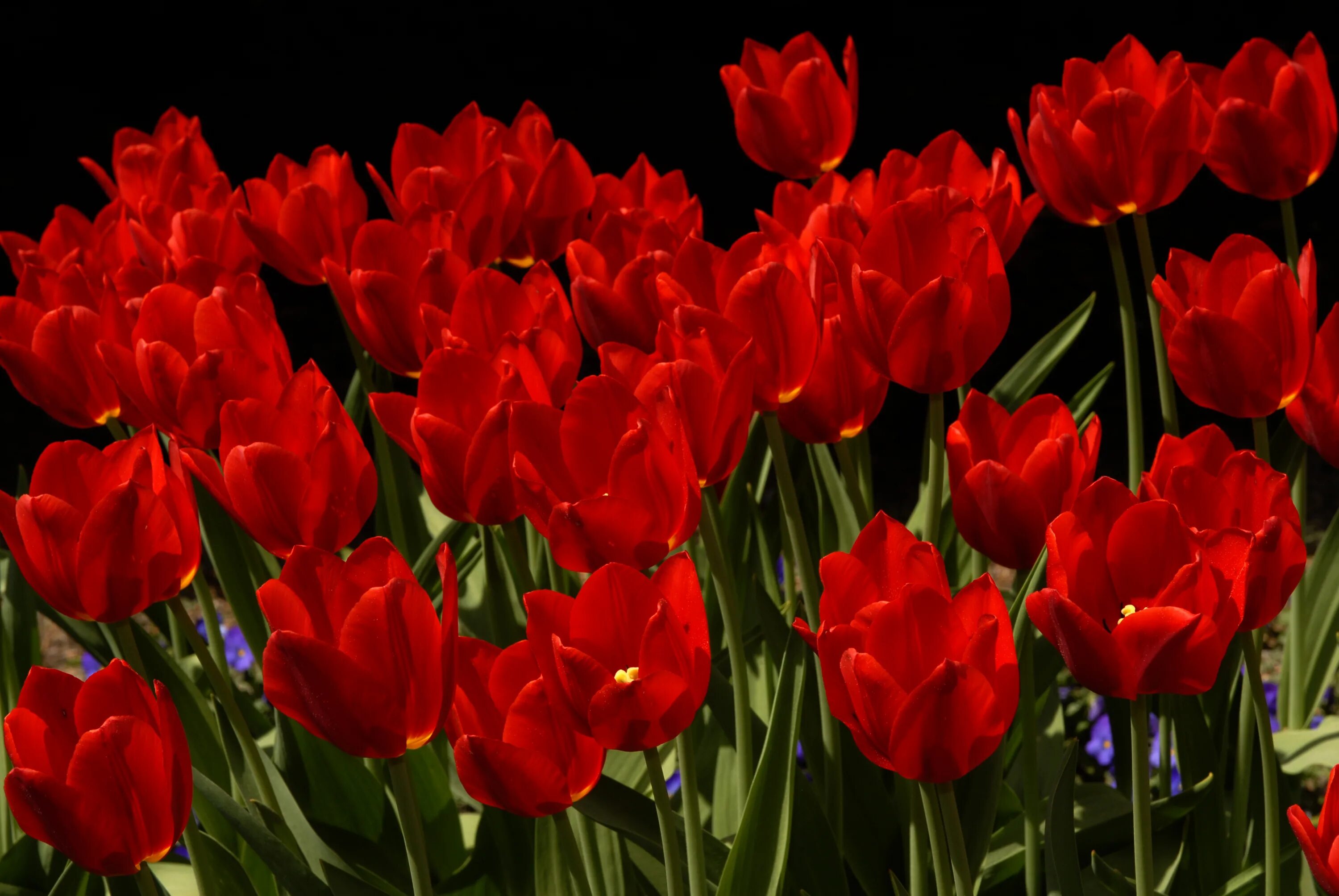 Красные тюльпаны красиво. Тюльпан Бастер ред. Тюльпан Red proud. Tulipa Red proud тюльпан Рэд Прауд. Тюльпан Coalition.