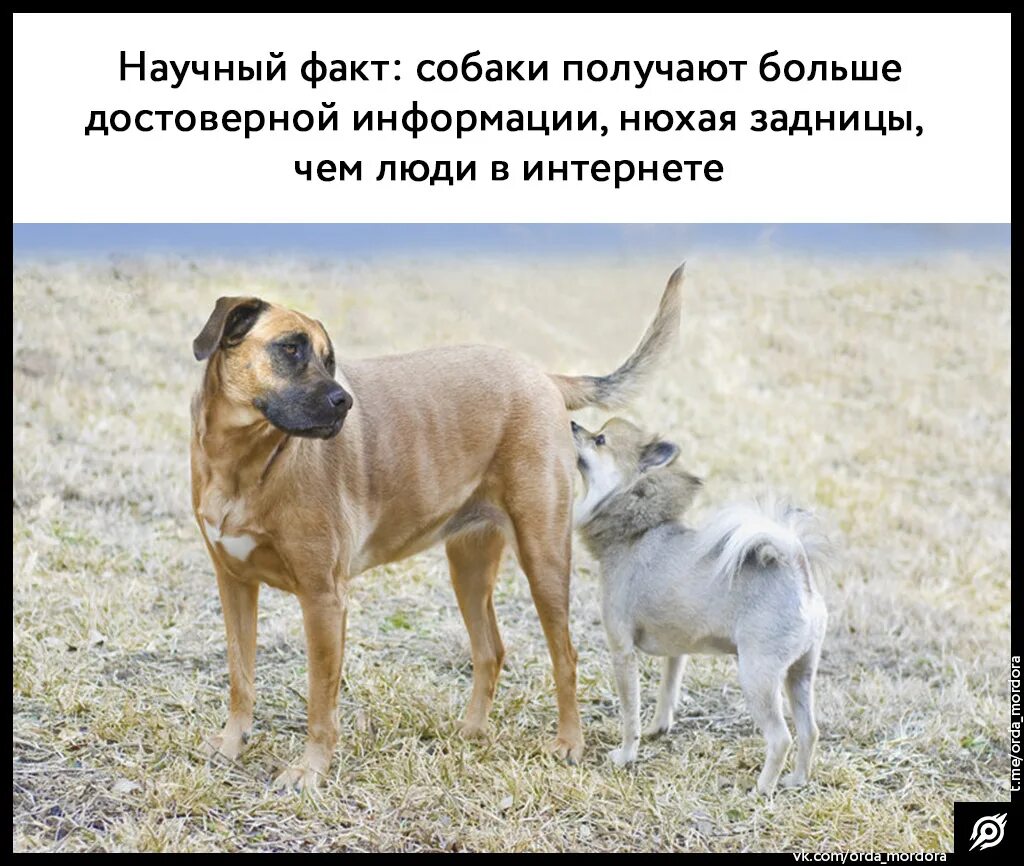 Трезвыми мы не сдадимся а пьяными