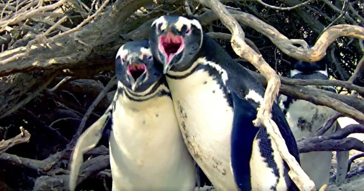 Крик птицы подзывающий. Пингвин с мачете. Самка пингвина. Nat geo Wild пингвины. Пингвины нападают на самок.