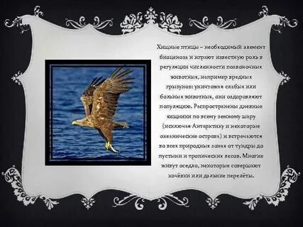 Птица похожие слова