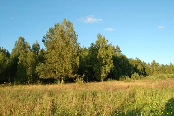 Полынь нителистная. Донник пашенный. Полынь горькая абсентная. Полынь двудомная. Полынь обыкновенная (чернобыльник).
