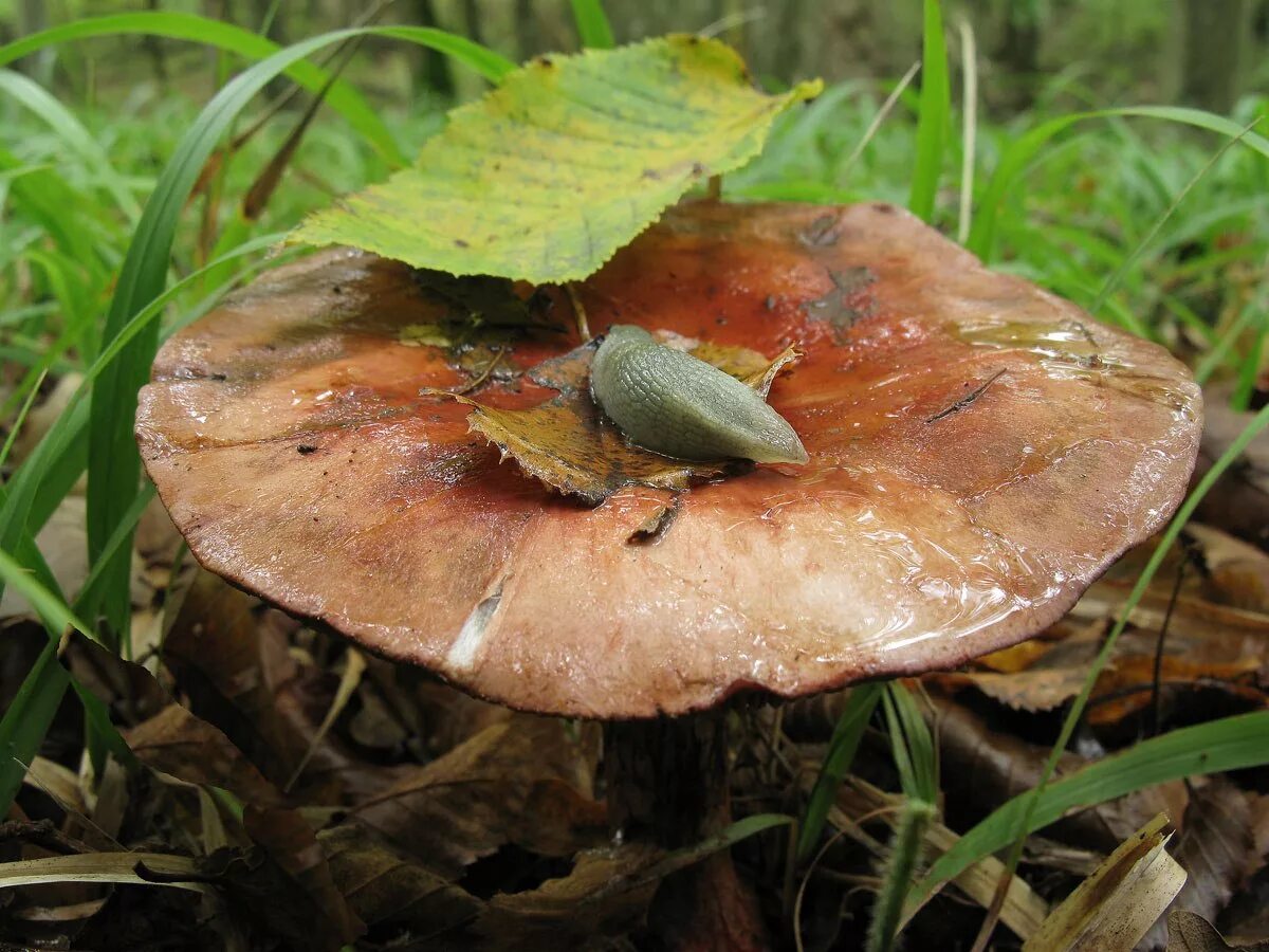 Паутинник рыже-оливковый Cortinarius rufoolivaceus. Коричневые пластинчатые грибы Подмосковья. Грибы Подмосковья пластинчатые. Грибы с коричневыми пластинками.