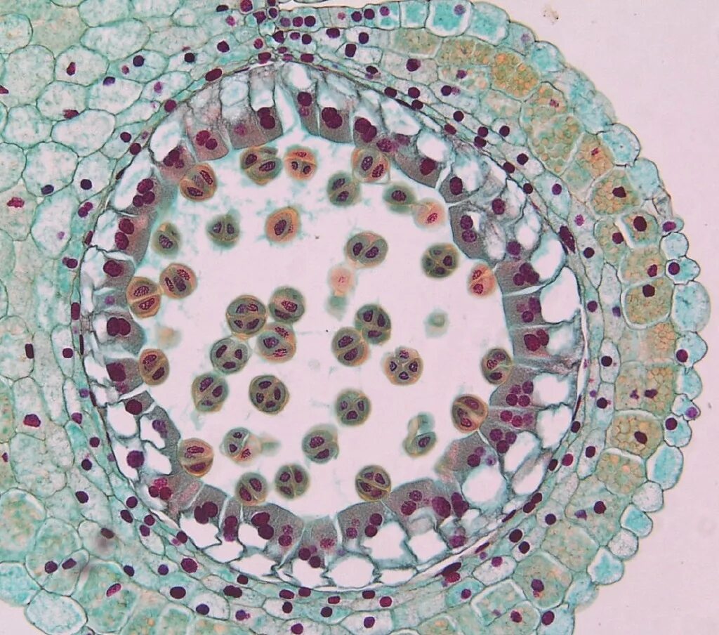 Микрофотография яйцеклетки беззубки. Мейоз в микроскопе. Поперечный срез пыльника лилии. Микропрепарат пыльник. Микропрепараты ботаника