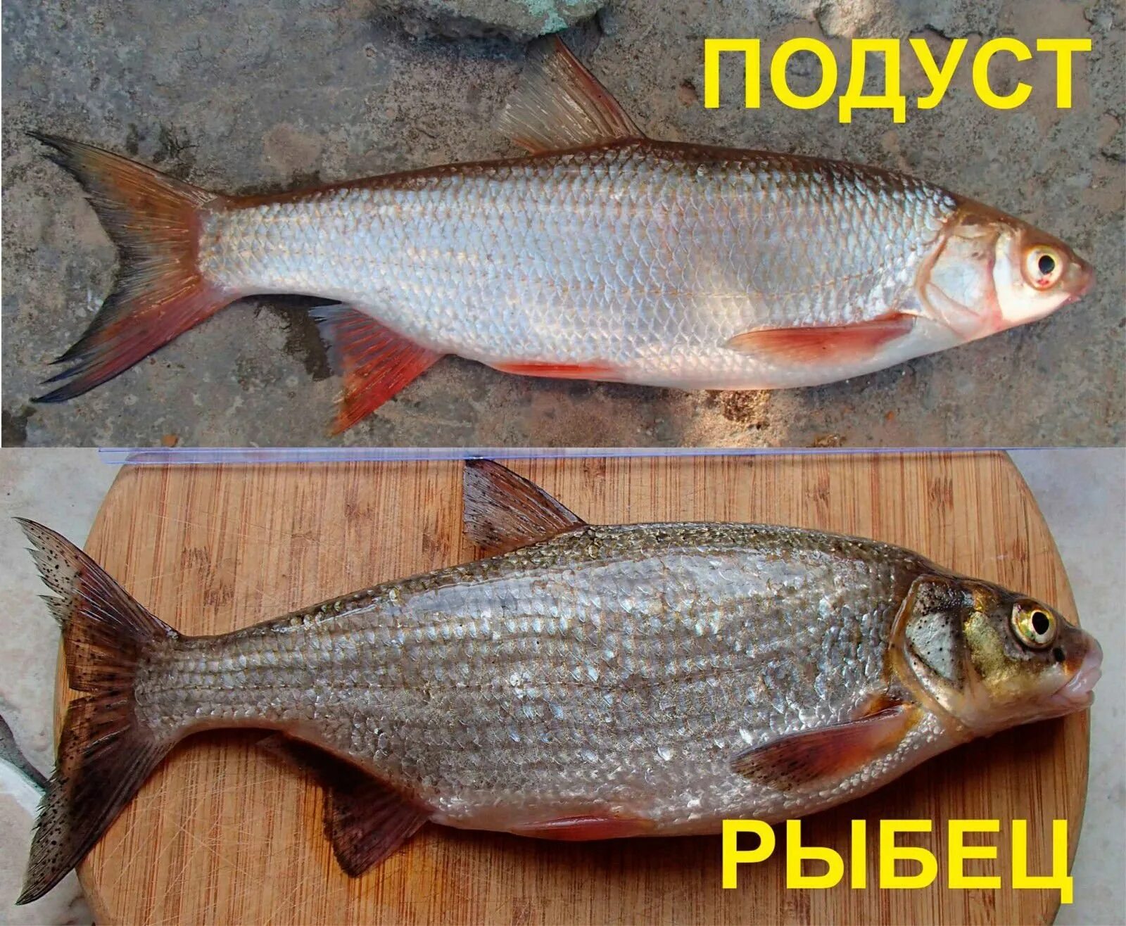 Есть ли на как она называется