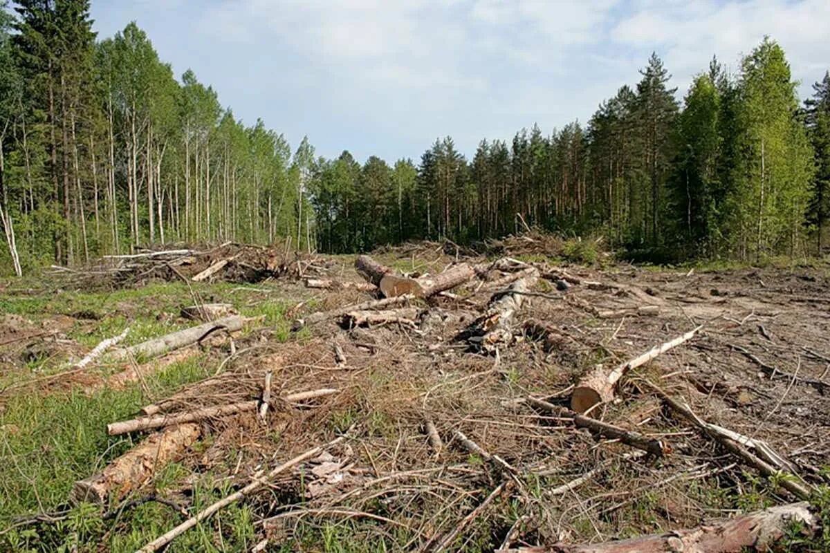 Основные экологические проблемы тайги. Вырубка леса. Уничтожение лесов. Истребление лесов. Экология леса.