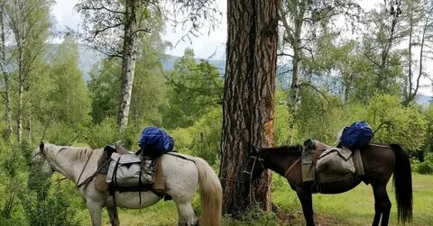 Конные прогулки ставрополь