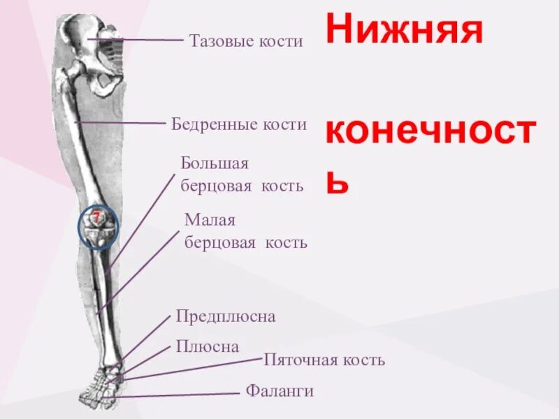 Находится берцовая кость. Скелет человека малая берцовая кость. Берцовая кость на ноге человека. Малая берцовая кость ноги. Кости ног большая малая берцовая.