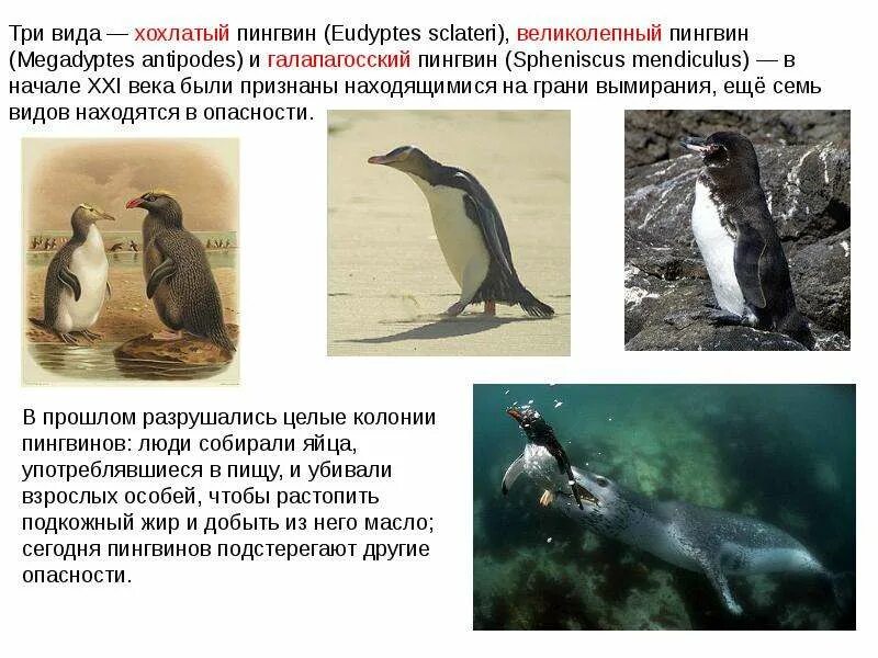 Значение пингвинов в природе и жизни