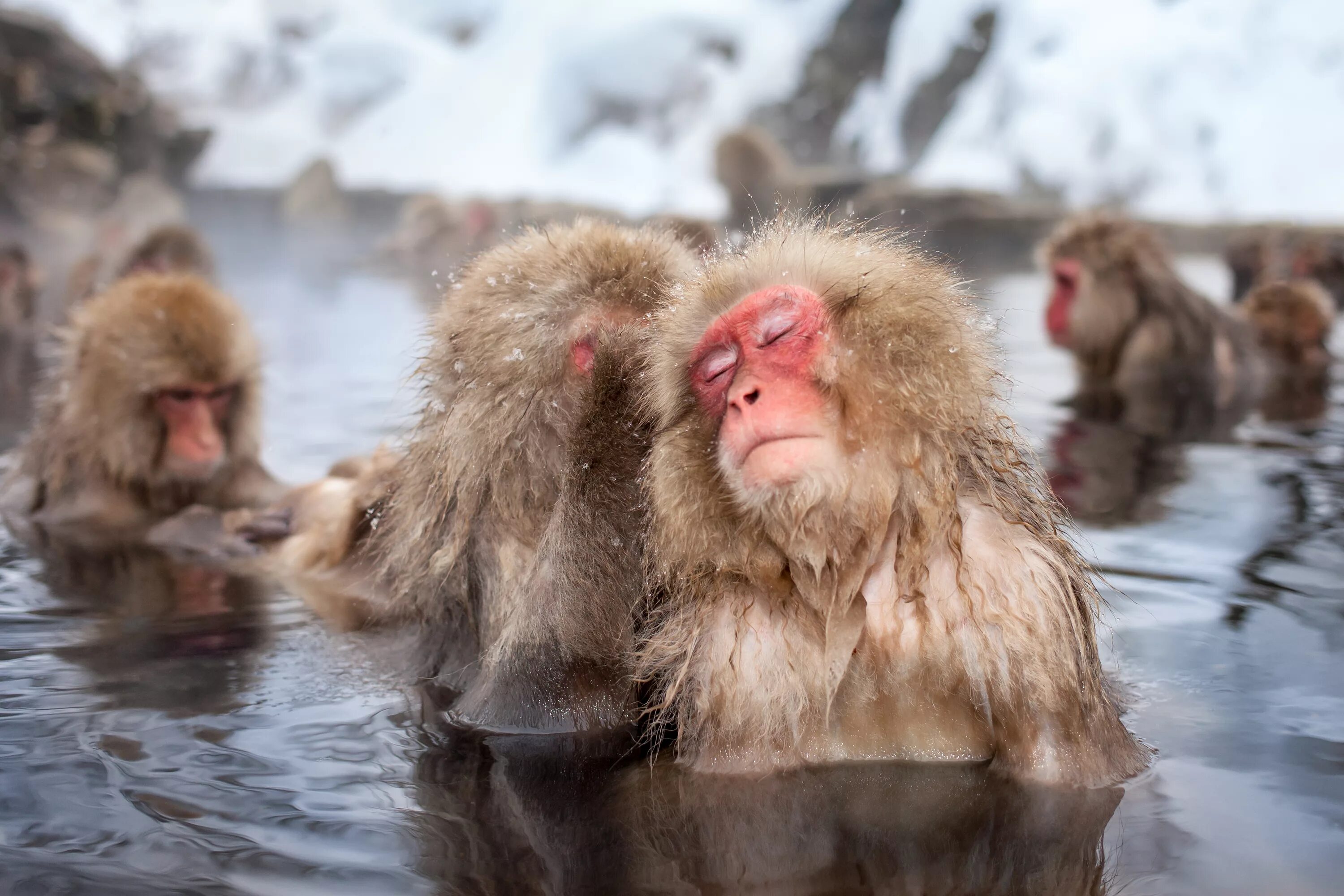 Обезьяна в кипятке. Снежные обезьяны в горячих источниках Нагано. Японские макаки в горячих источниках. Обезьянка в термальных источниках Японии. Снежные макаки Японии.
