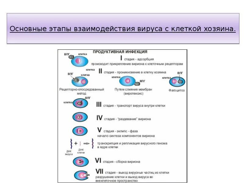 Этапы взаимодействия вируса и клетки схема. Основные этапы продуктивного типа взаимодействия вируса с клеткой. Типы взаимодействия вируса с эукариотической клеткой.. Этапы взаимодействия вирусов с клеткой хозяина таблица.