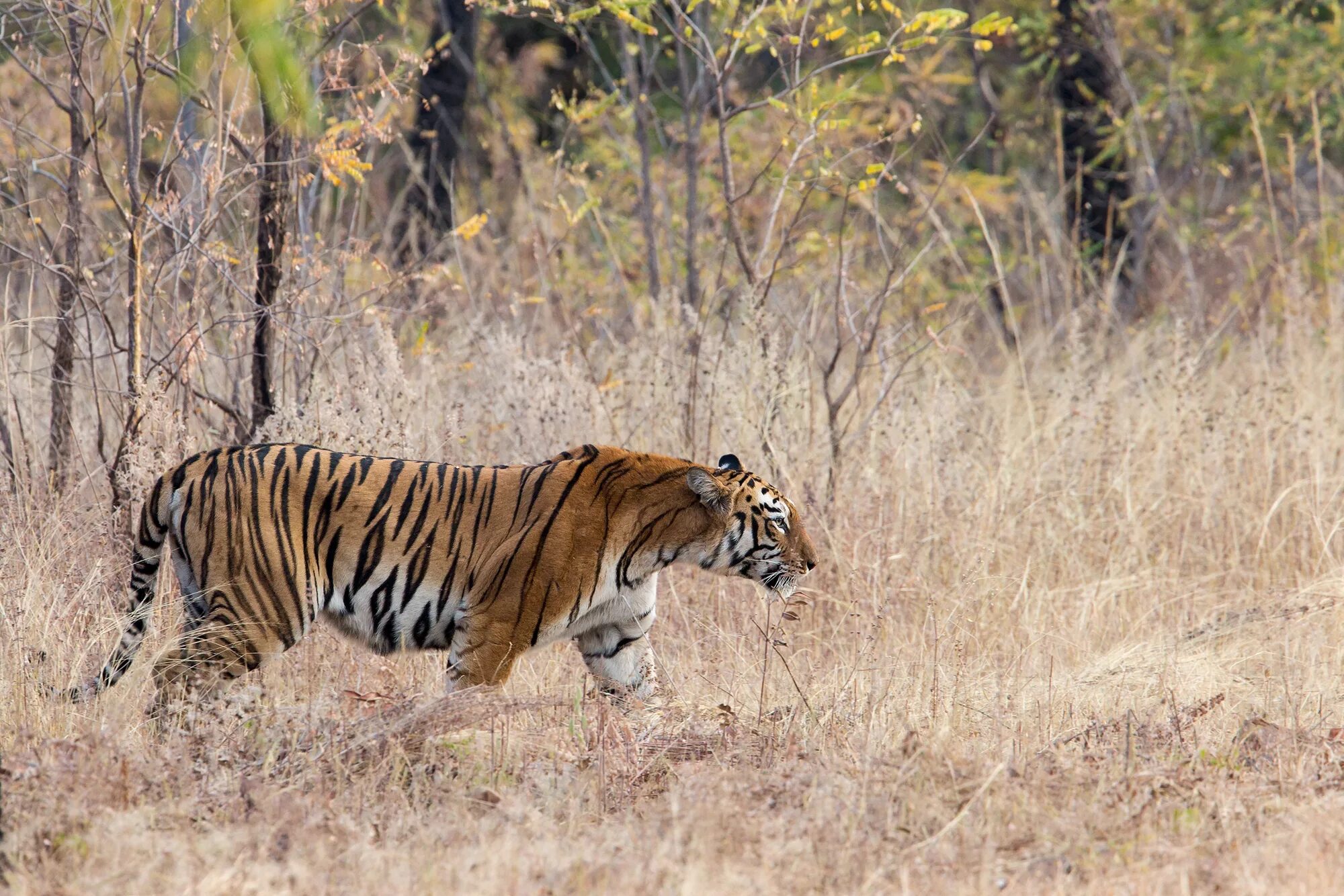Животные Азии тигр. Дикая природа Азии. Тигр в саванне. Тигры в саванне обитают.