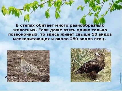 Многие обитающие
