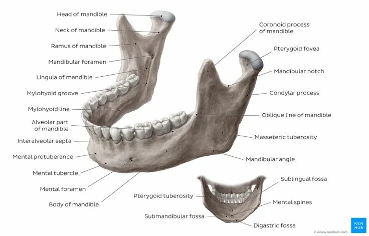 Jaw - Wikipedia