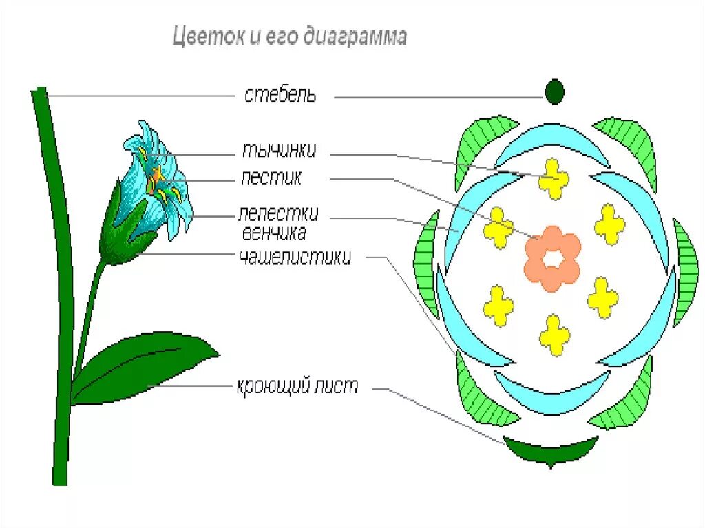 Число чашелистиков у двудольных. Диаграмма цветка покрытосеменных. Диаграмма цветка покрытосеменных растений. Диаграмма цветка двудольных растений. Семейства покрытосеменных с диаграммой цветка.