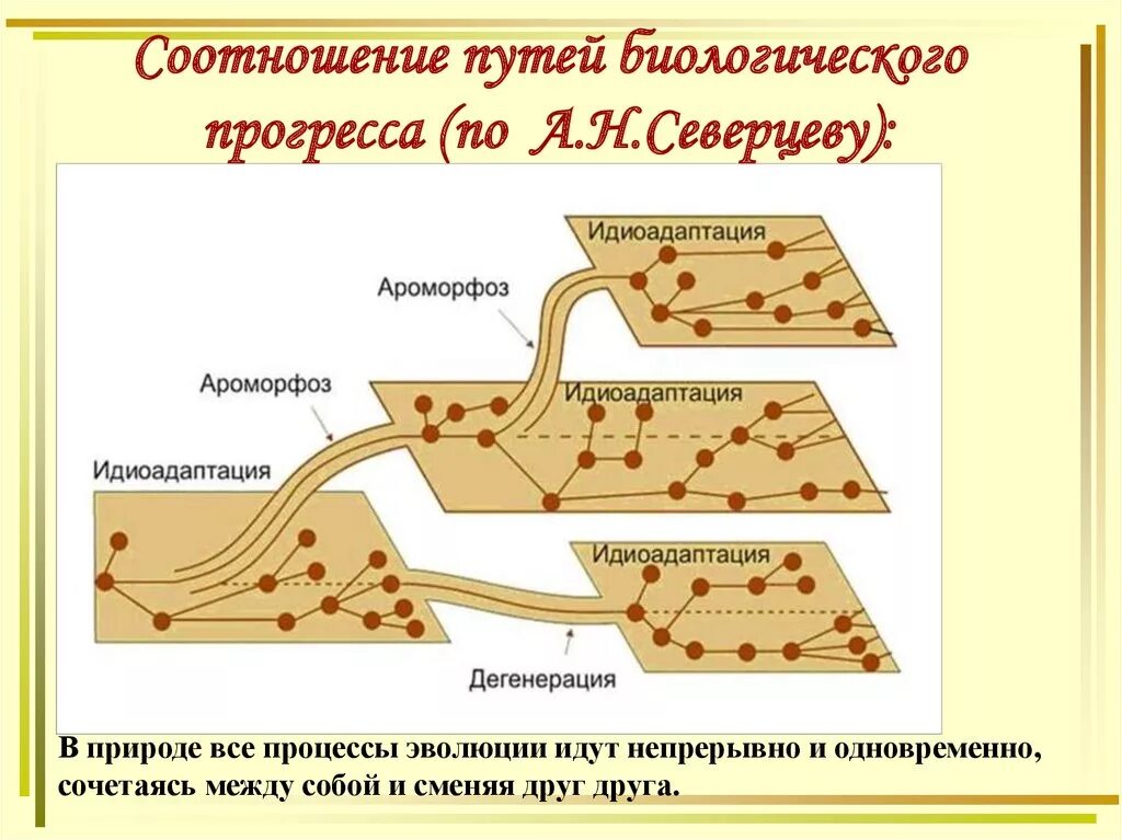 Биологический прогресс задания. Схема главных направлений биологического прогресса. Схема направление эволюции биологический Прогресс. Направления эволюции и пути достижения биологического Прогресс. Соотношение направлений эволюции схема по Северцеву.