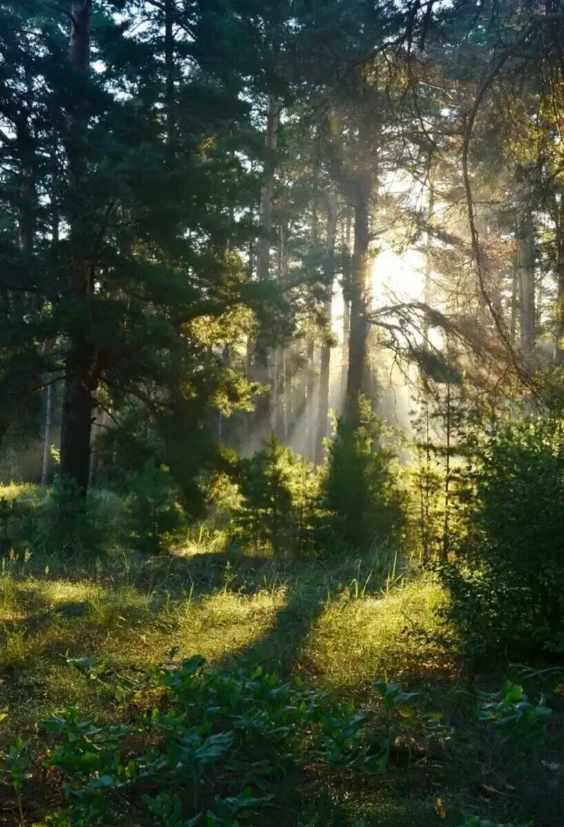 лес. леса. тихий красивый лес. тихий красивый лес. тихий красивый лес.