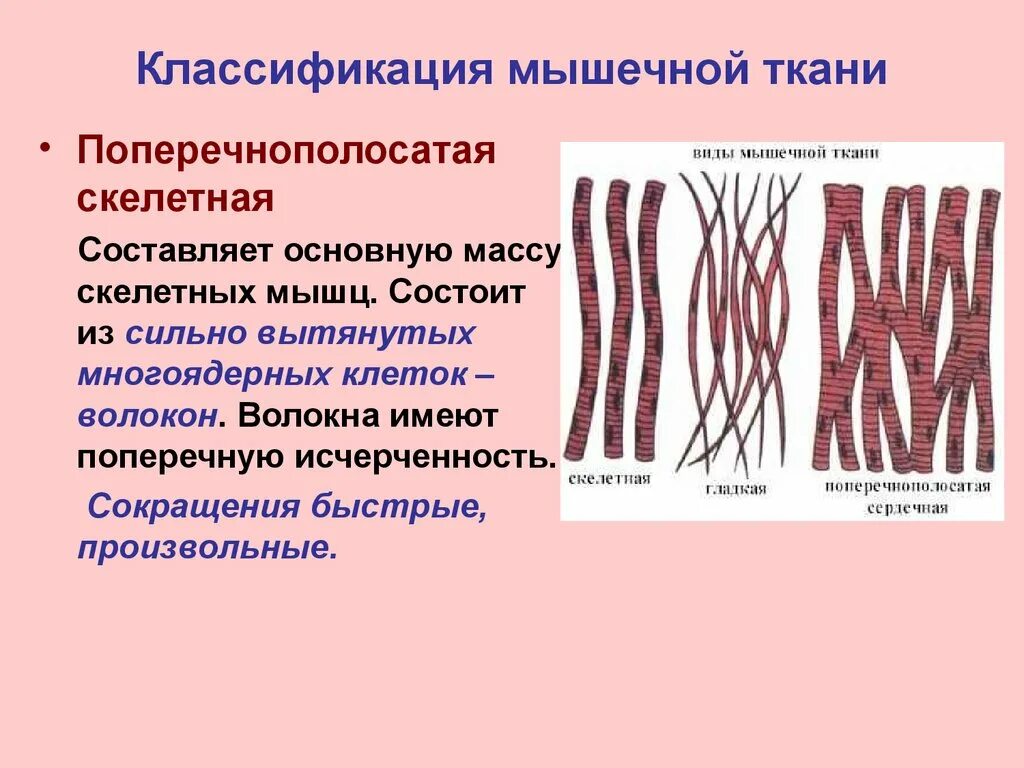 Состоят из многоядерных веретеновидных клеток. Волокна поперечно-полосатой скелетной ткани. Основу скелетной мускулатуры составляют. Скелетная поперечная мышечная ткань составляет. Исчерченная поперечнополосатая Скелетная мышечная ткань.