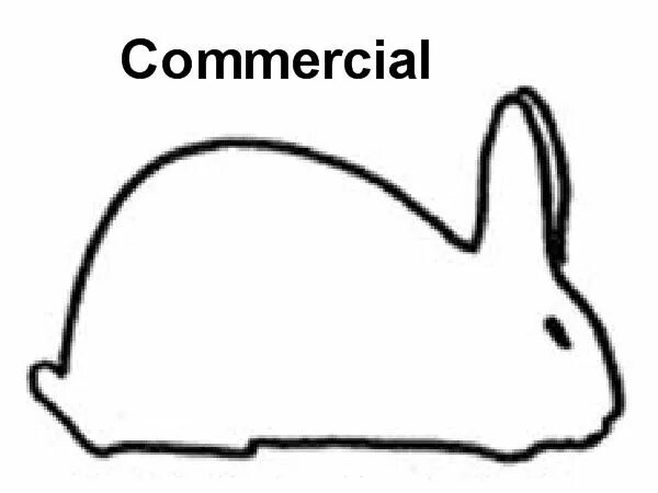 Rabbit type. Rabbit type