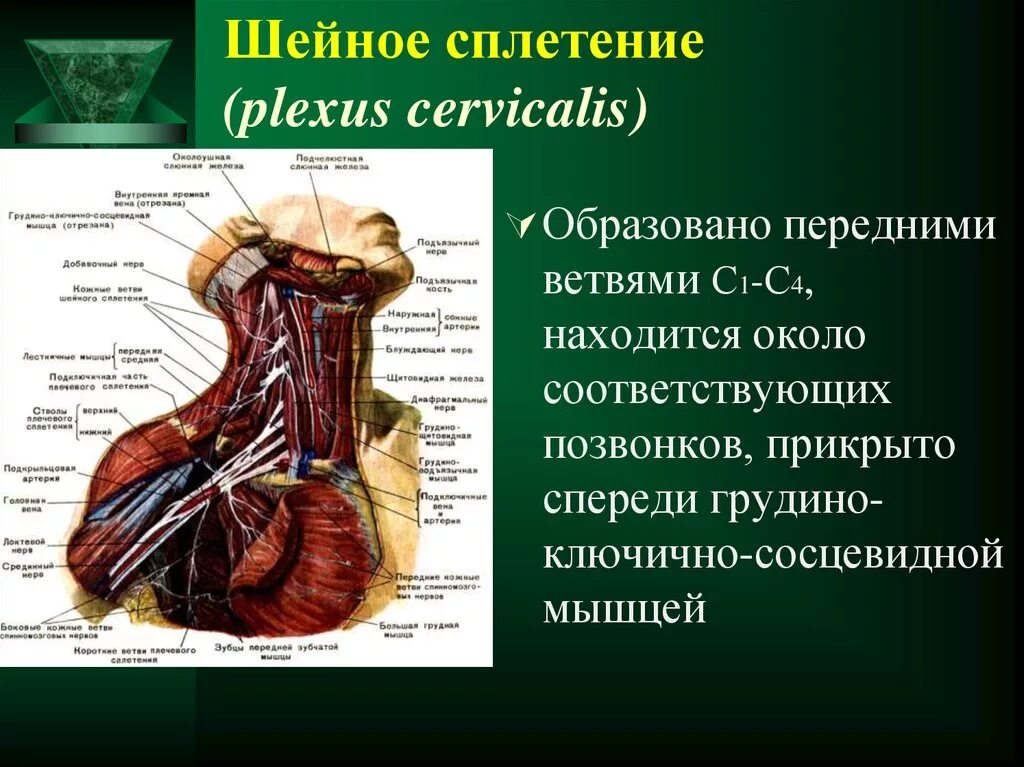 Шейное сплетение анатомия. Шейное нервное сплетение топографическая анатомия. Спинномозговые нервы шейное сплетение анатомия. Ветви шейного сплетения анатомия.