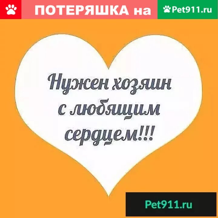 Контакт добрые руки. Надпись в добрые руки. Надпись отдам в добрые руки. Отдам в хорошие руки надпись. Ищу дом.