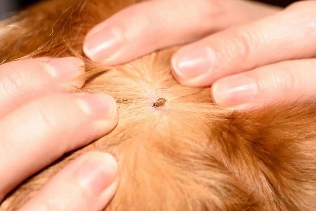 Как выглядит клещ под кожей собаки Podcast #77: How to Protect Your Dog from Parasites Husmoderråd, Rengøringstips,