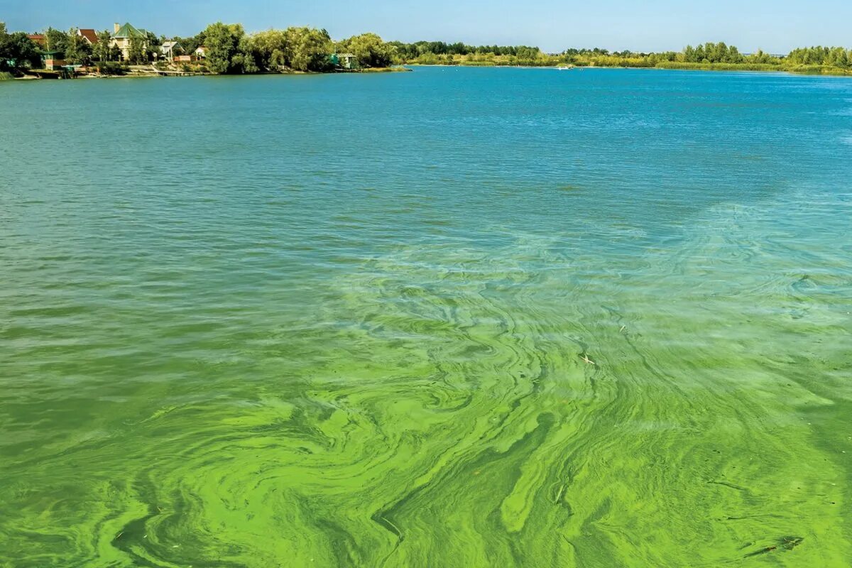 Водоросли цветут. Синезеленые цианобактерии. Цветение воды цианобактерии. Синезеленые водоросли. Цианобактерии сине-зеленые водоросли.