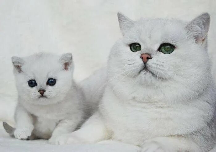 питомник британских кошек