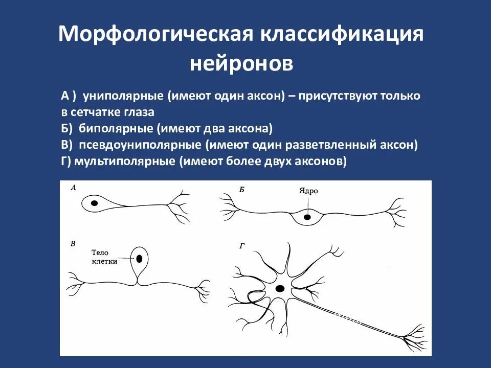 Классификация нейронов схема. Псевдоуниполярные Нейроны функции. Схема морфологической классификации нейронов. Морфологическая классификация нейронов таблица. Нервные узлы и нейрон