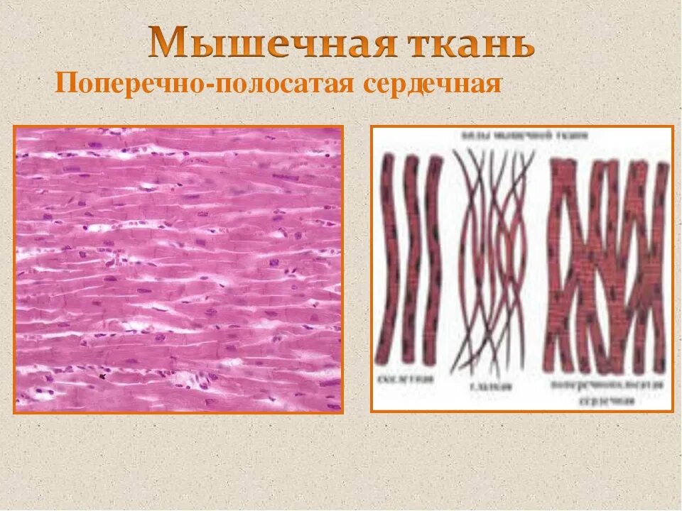 Сердечная мышечная ткань рисунок. Поперечнополосатая сердечная мышечная ткань. Поперечно-полосатая ткань сердечной мышцы. Поперечнополосатая сердечная мышечная ткань рисунок. Поперечно полосатая мышечная ткань рыхлая соединительная ткань.