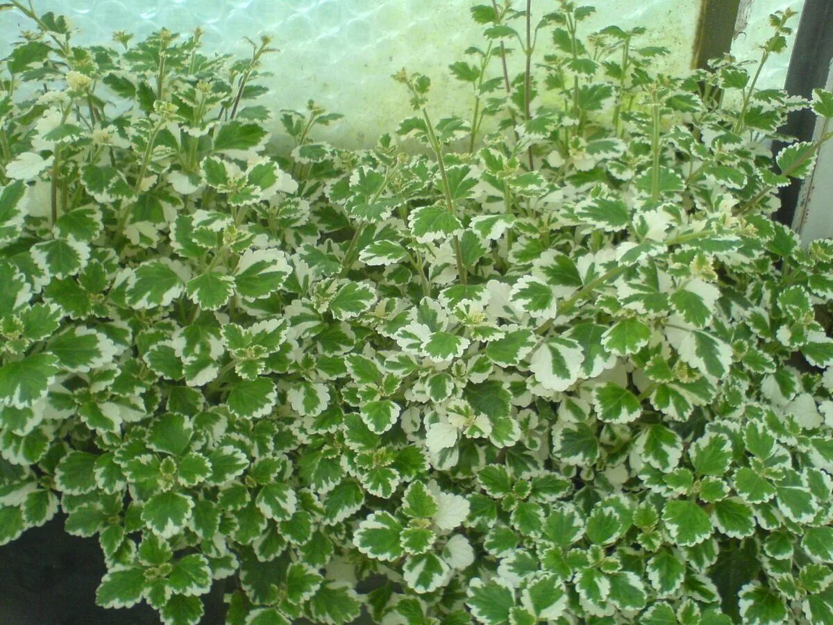 Плектрантус мутовчатый. Плектрантус хадиензис. Плектрантус на улице. Плектрантус дуболистный. Плектрантус мутовчатый.