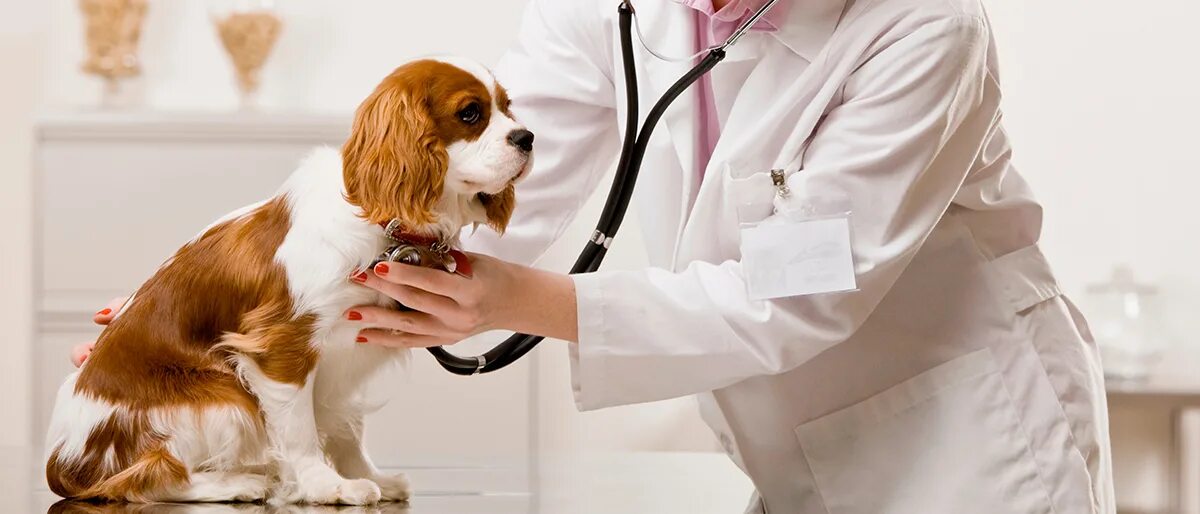 пациенты ветеринара. животные в ветеринарной клинике. ветеринар. собака в ветеринарной клинике. я ветеринар.