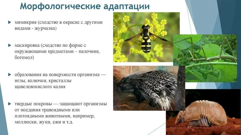 Калонг летучая лисица. Рукокрылые представители. Летучие мыши населяют наземно воздушную среду. Среда обитания рукокрылых летучих мышей. Среда обитания рукокрылых.