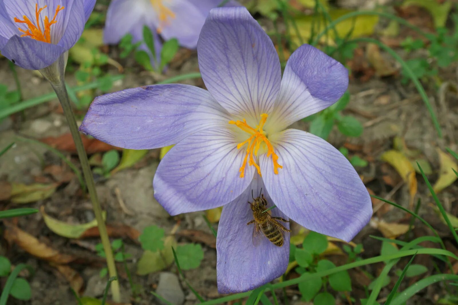 Crocus speciosus. Шафран прекрасный. Шафраны сорта. Крокус прекрасный Специозус. Сорт шафран