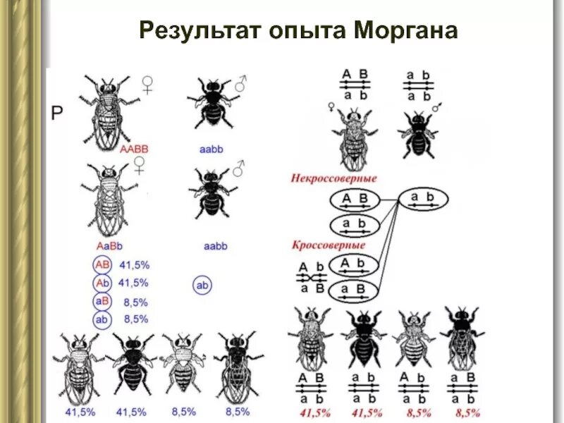 Опыт с мухой. Опыты Томаса Моргана с дрозофилами. Сцепленное наследование опыты Моргана. Сцепленное наследование у дрозофилы опыты Моргана. Скрещивание Томаса Моргана.