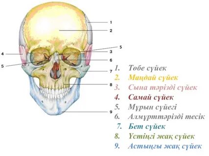 Суреттердегі мысықтың анатомиясы