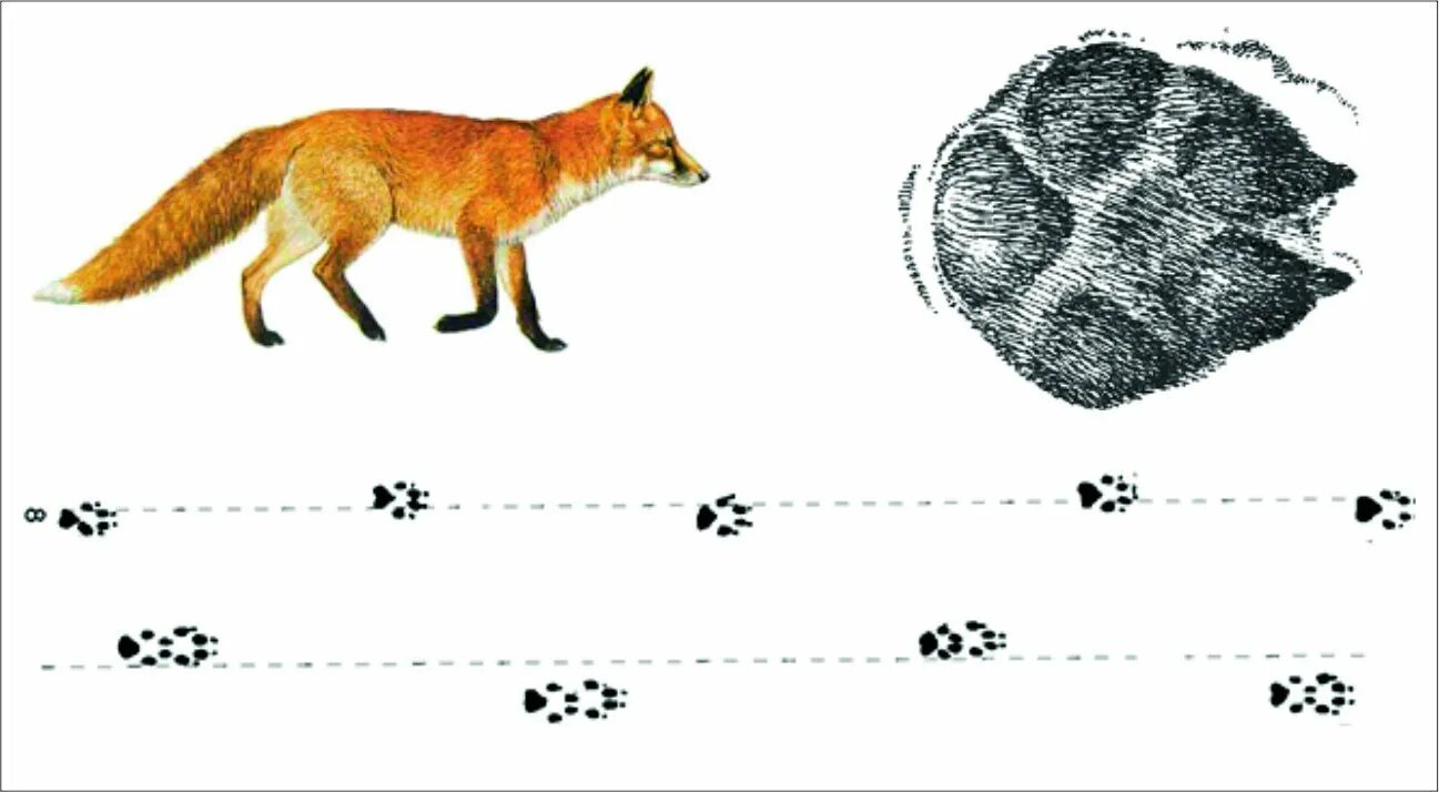 Чьи лапки. Следы волка следы лисы и следы медведя.. Следы лисы. Следы животных на снегу лиса. Следы лисы для детей.