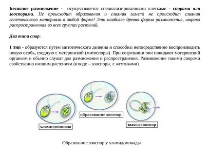 Является подвижной спорой зооспорой