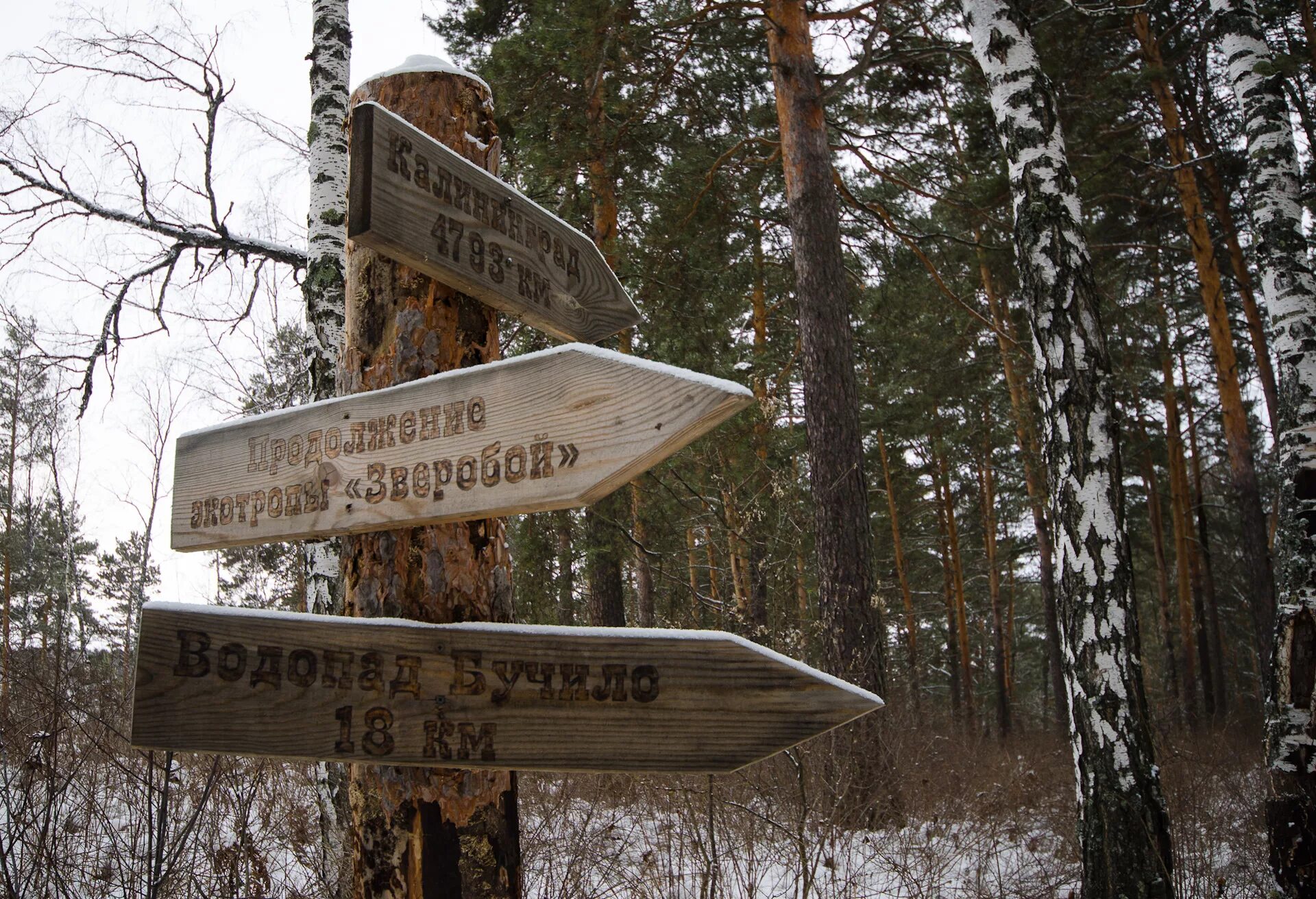 Экотропа зверобой новосибирск. Троп новосибирск. Табличка экотропа. Экологическая тропа зверобой бердские скалы. Экологическая тропа зверобой бердские скалы.