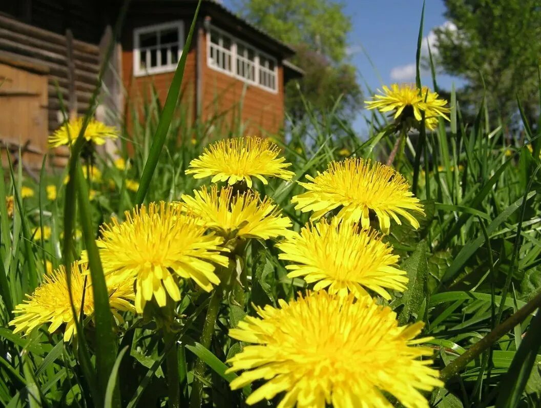 Одуванчики. Домашний цветок одуванчика. Одуванчик аптечный. Поляна одуванчиков. Деревенские цветы.