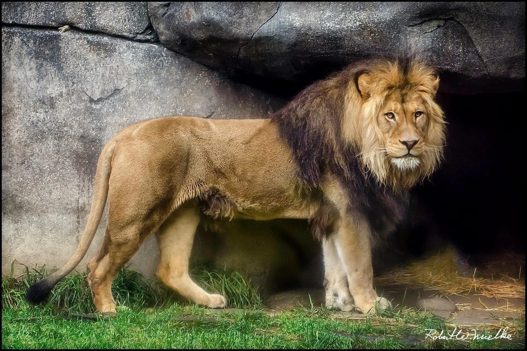 Лев фото. Лев стоит боком. Капский лев. Лев стоит боком. Лев стоит боком.