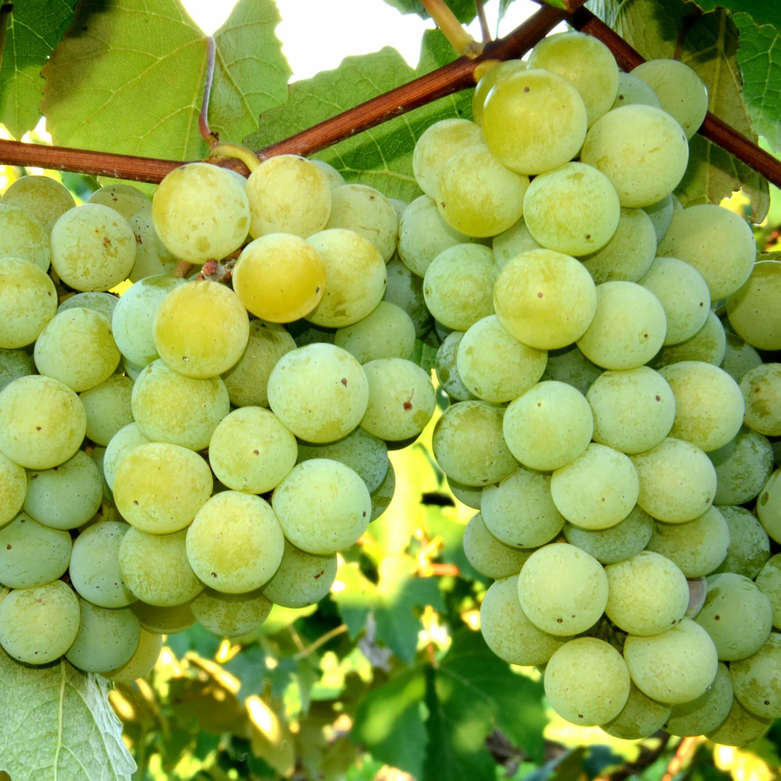 Виноград Ниагара. Niagara (grape). Виноград Ниагара описание сорта. Виноград Ниагара фото.