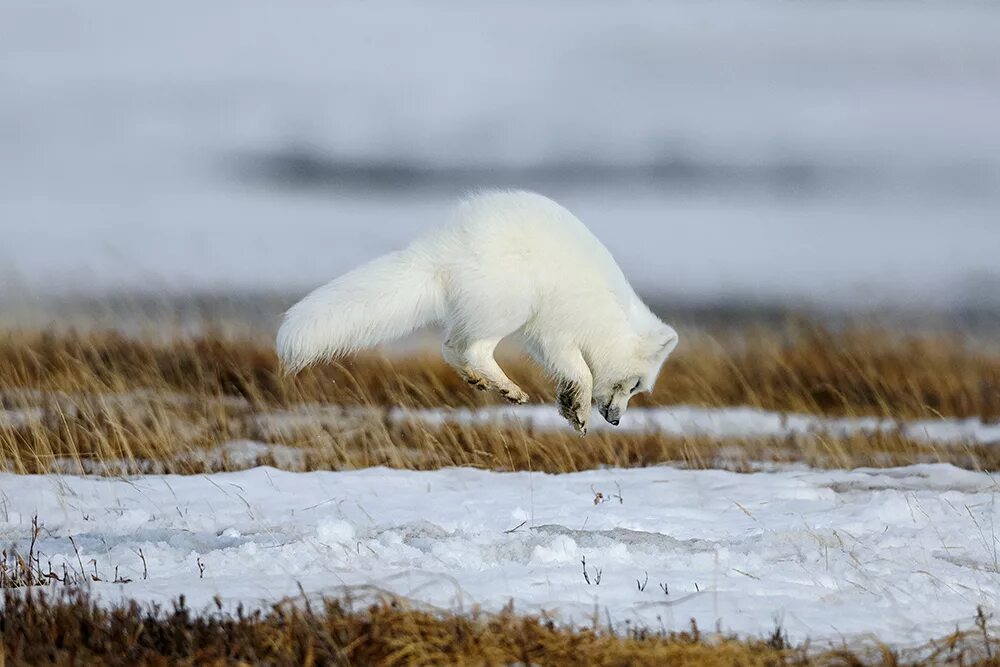 песец на охоте. писец в прыжке. песец охотится. песец и лемминг. песец арктических пустынь.