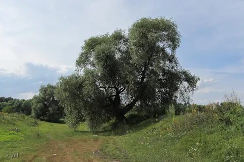 Ветла разбор